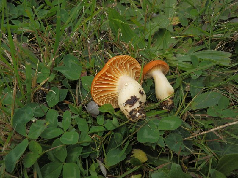 Camarophyllus pratensis_1.2.jpg