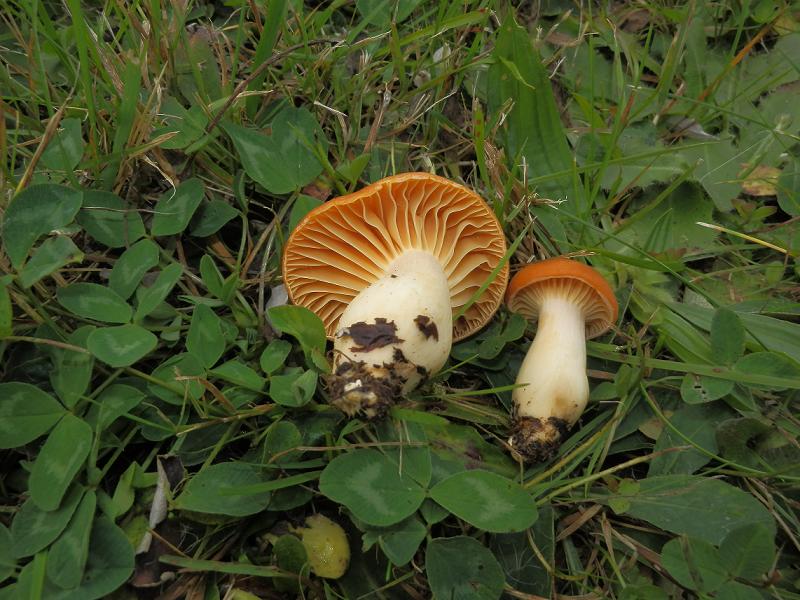 Camarophyllus pratensis_1.3.jpg