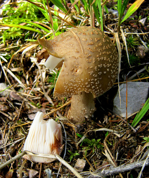 Hochreit (Fieberbrunn, Tirol)