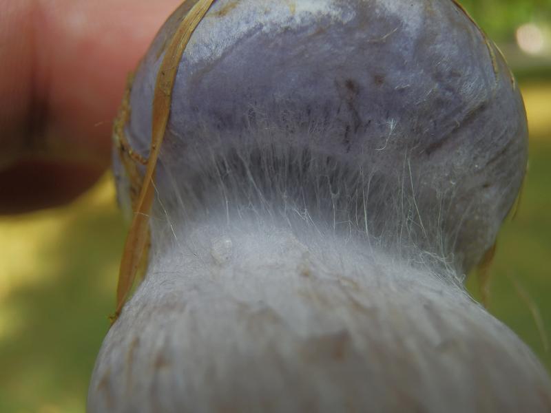 Cortinarius sp._1.jpg