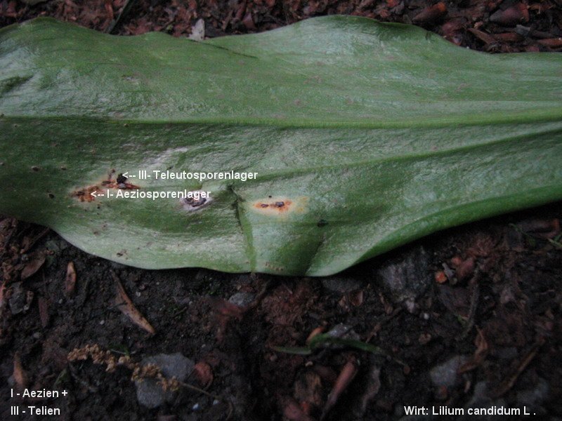 3-Uromyces aecidiiformis-I+III-1.8.2.9.18.3b-HA.JPG