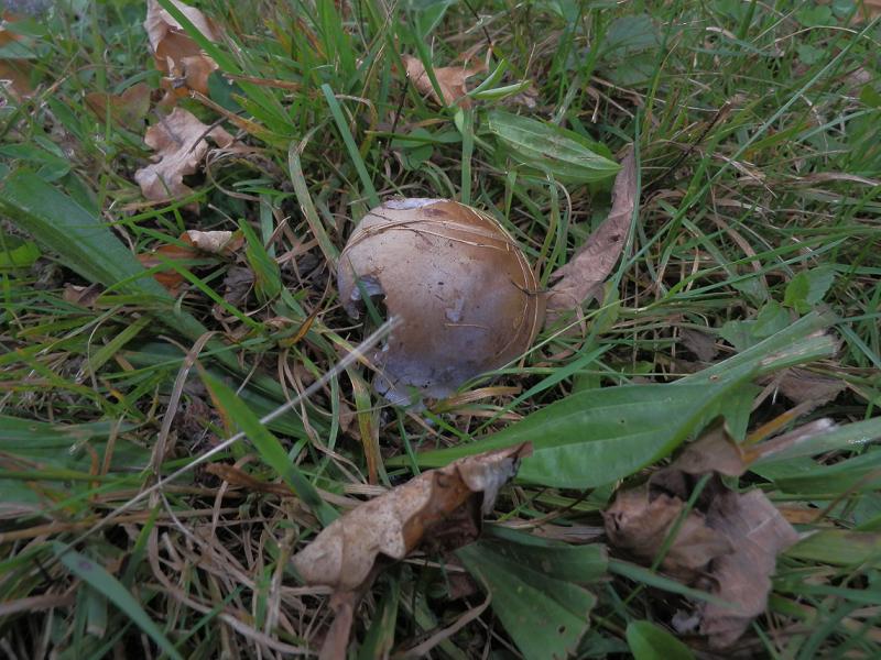 Cortinarius sp_1.1.jpg