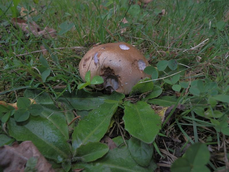 Cortinarius sp_1.2.jpg