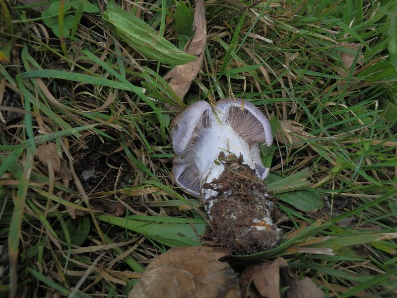 Cortinarius sp_1.3.jpg