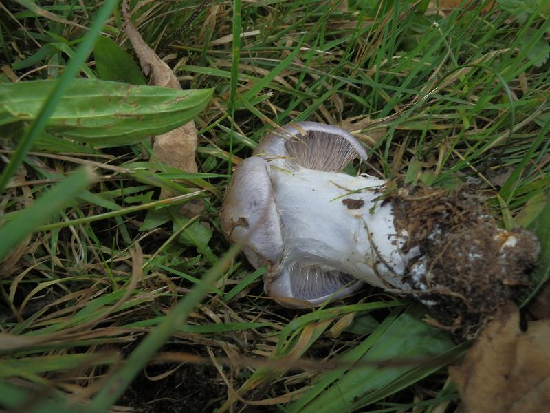 Cortinarius sp_1.4.jpg
