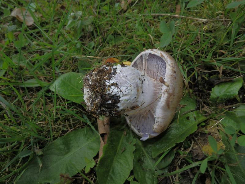 Cortinarius sp_1.5.jpg