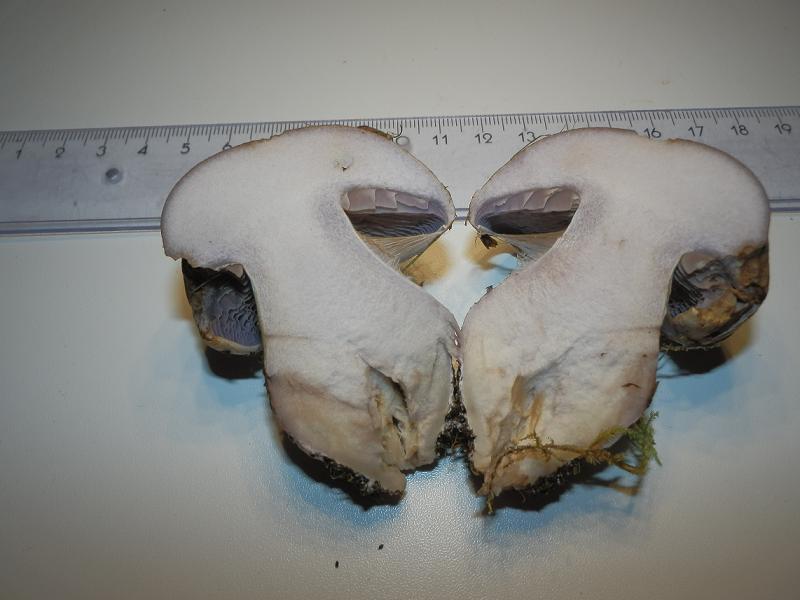 Cortinarius sp_1.6.jpg