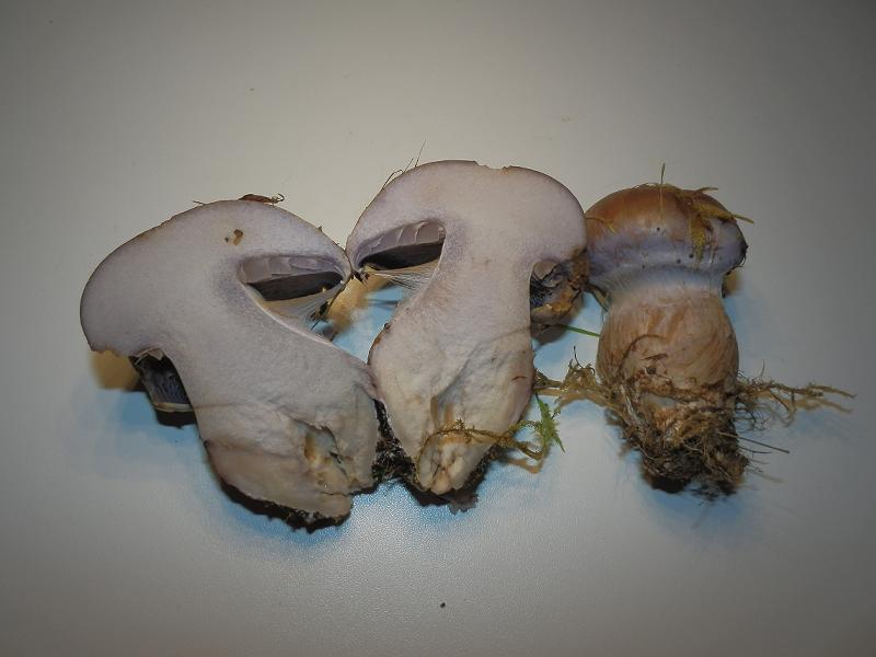 Cortinarius sp_1.7.JPG