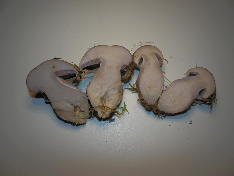 Cortinarius sp_1.8.JPG