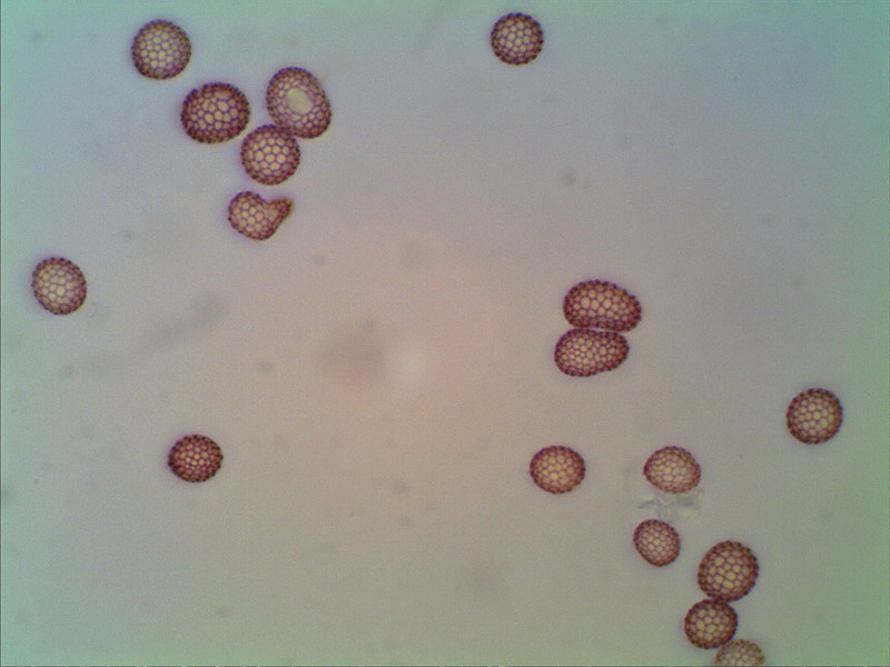 Rostpilz_280912_1000 04 stack.jpg