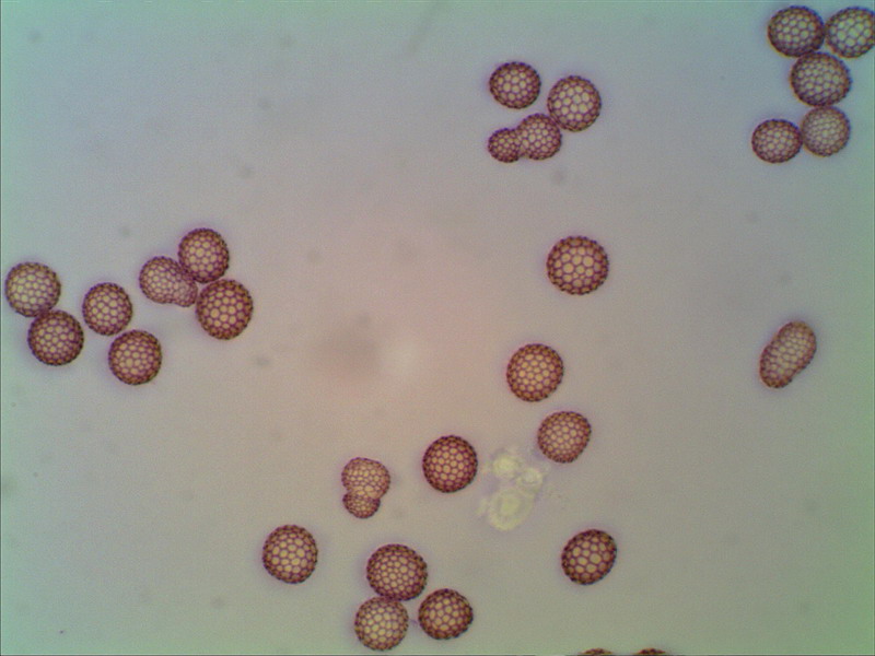 Rostpilz_280912_1000 05 stack.jpg