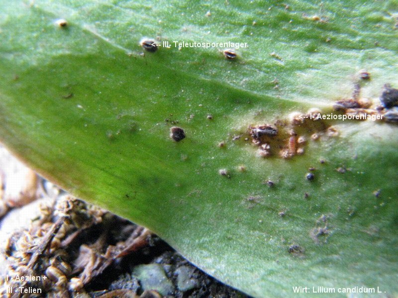 3-Uromyces aecidiiformis-I+III-1.8.2.9.18.3c-HA.JPG