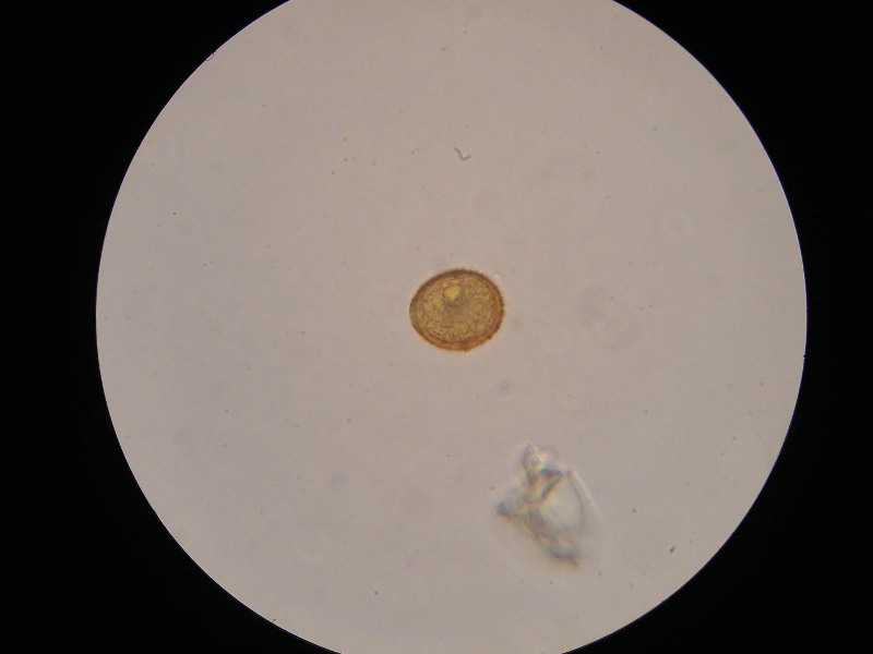 1000er Rofen (4).JPG