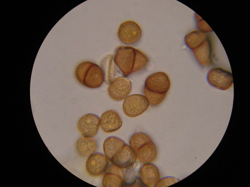 1000er Rofen (17).JPG