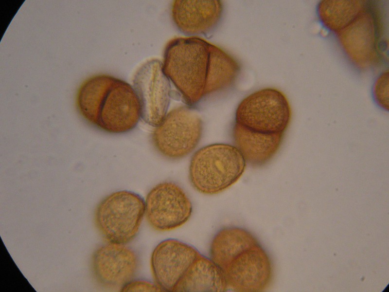 1000er Rofen (19).JPG