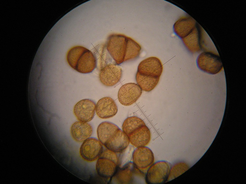 1000er Rofen (24).JPG