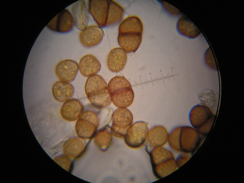 1000er Rofen (30).JPG