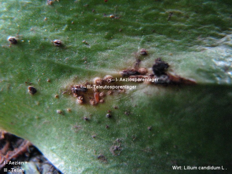 3-Uromyces aecidiiformis-I+III-1.8.2.9.18.3d-HA.JPG