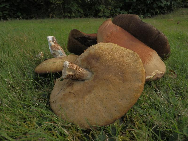 Leccinum quercinum_1.12.jpg