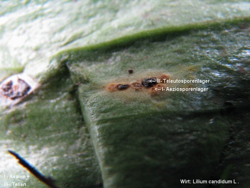 3-Uromyces aecidiiformis-I+III-1.8.2.9.18.3e-HA.JPG