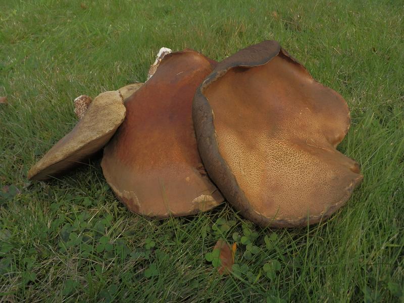 Leccinum quercinum_1.14.jpg