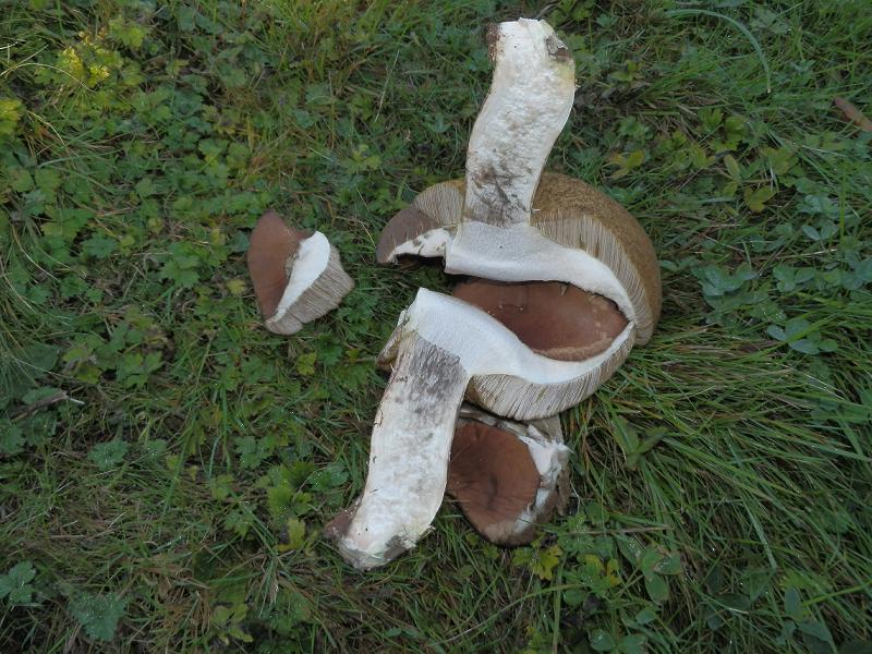 Leccinum quercinum_1.15.jpg