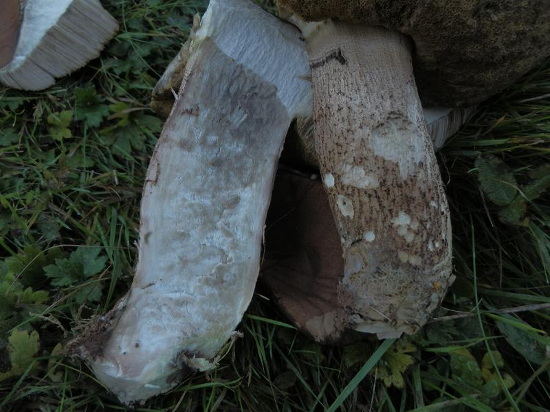 Leccinum quercinum_1.16.jpg