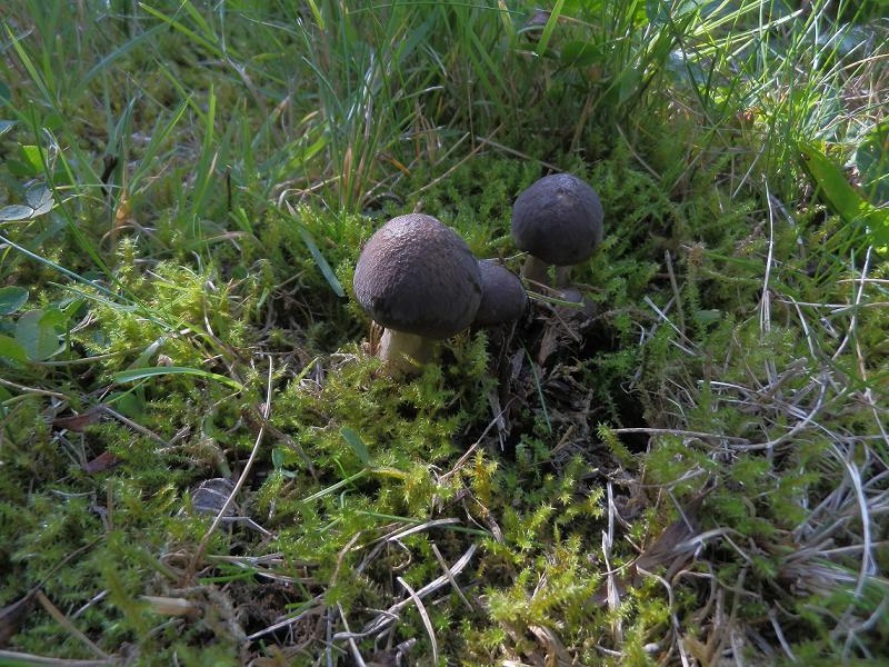 Lyophyllum decastes_1.jpg