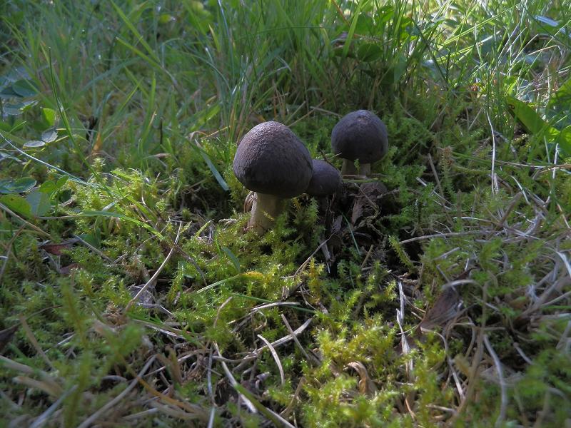 Lyophyllum decastes_1.1.jpg