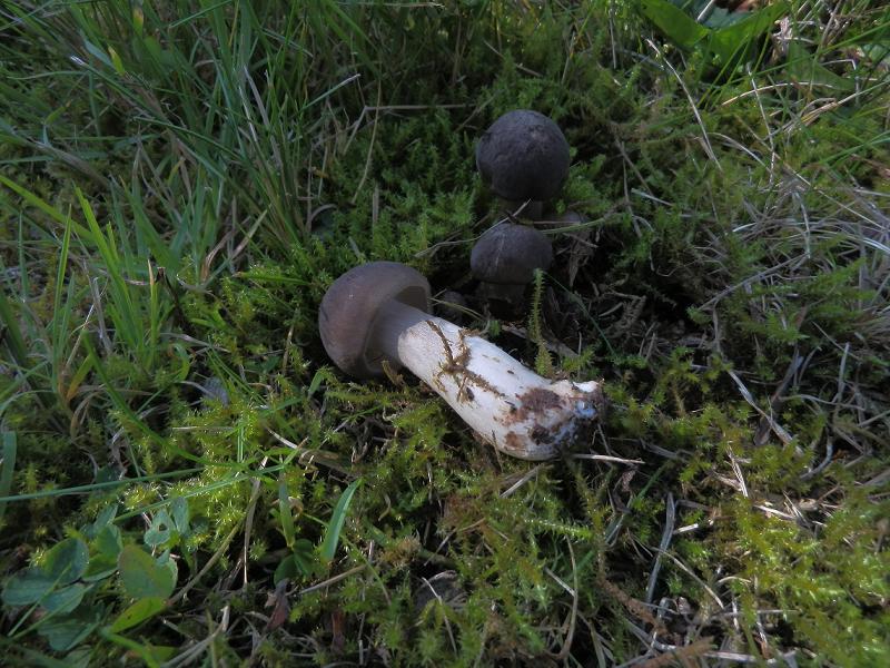 Lyophyllum decastes_1.2.jpg