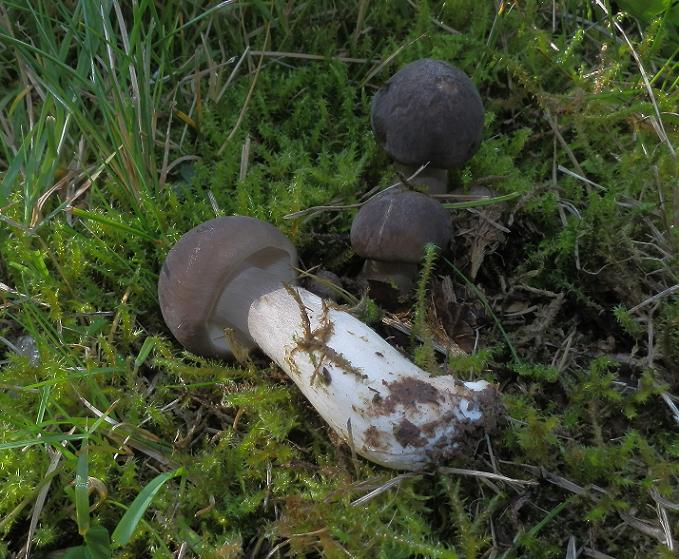 Lyophyllum decastes_1.4.JPG