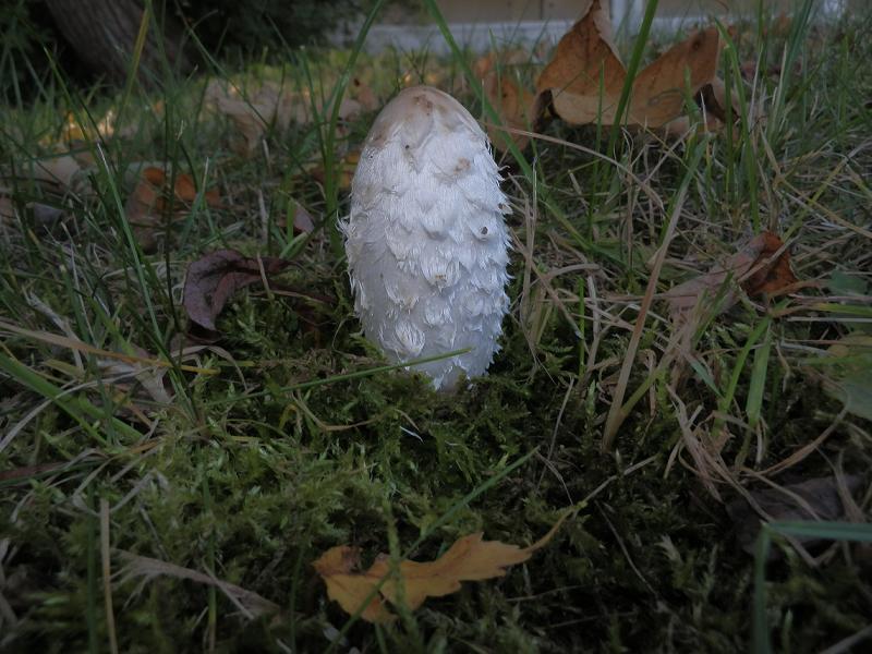 Coprinus comatus_1.JPG