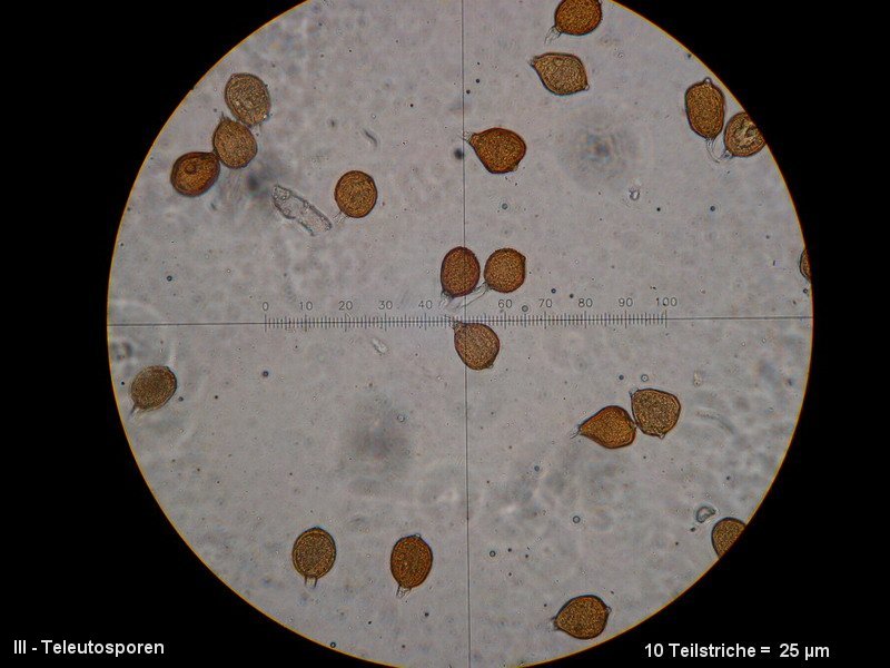 3-Uromyces aecidiiformis-III-1.8.2.9.18.3M1-Lilium candidum.JPG