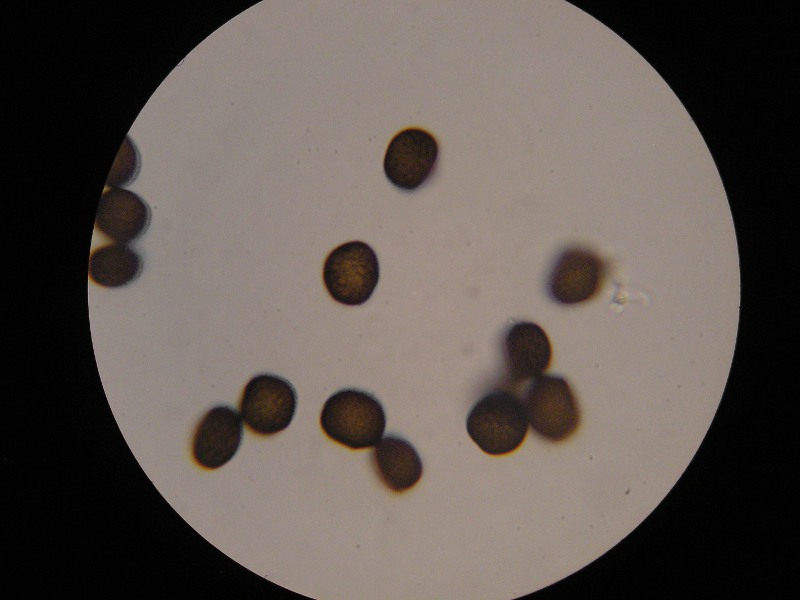 1000er Rofen (1).JPG