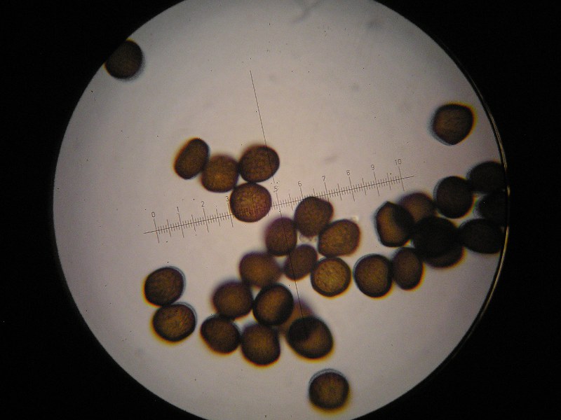 1000er Rofen (19).JPG