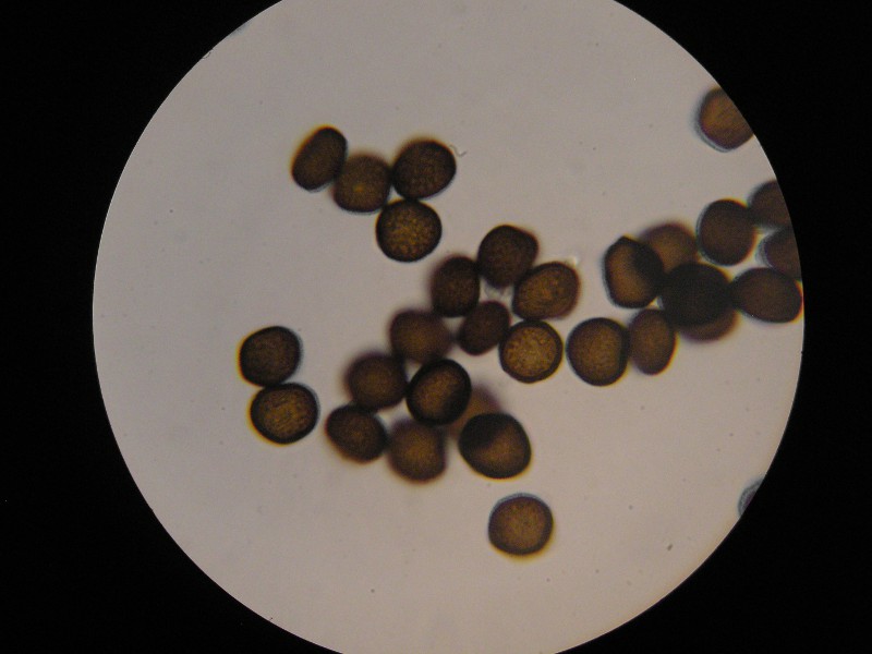 1000er Rofen (18).JPG