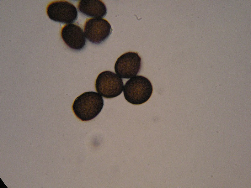 1000er Rofen (13).JPG