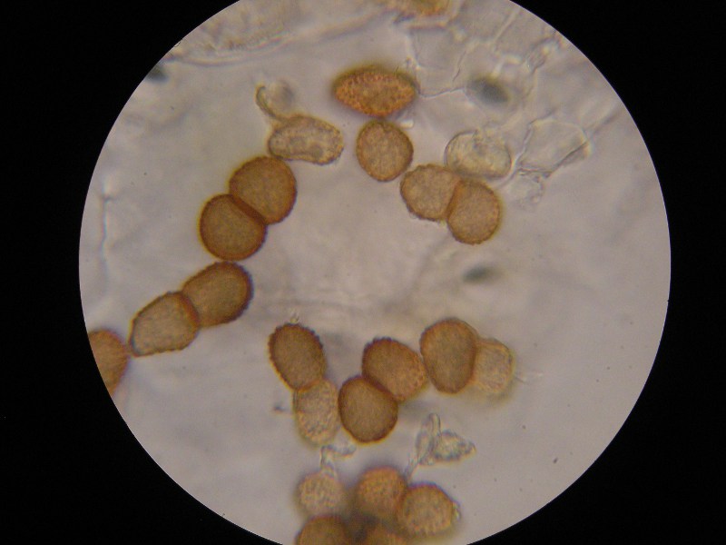 1000er Piller (25).JPG