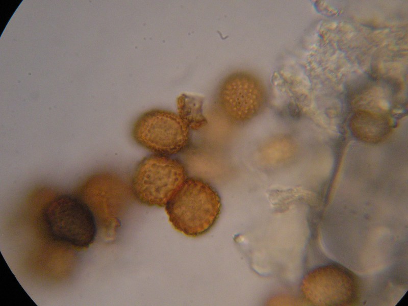 1000er Piller (24).JPG