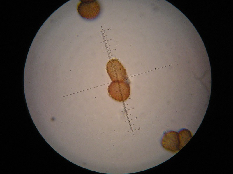 1000er Piller (20).JPG