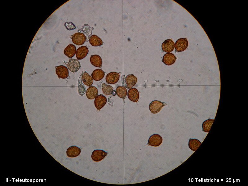3-Uromyces aecidiiformis-III-1.8.2.9.18.3M3-Lilium candidum.JPG