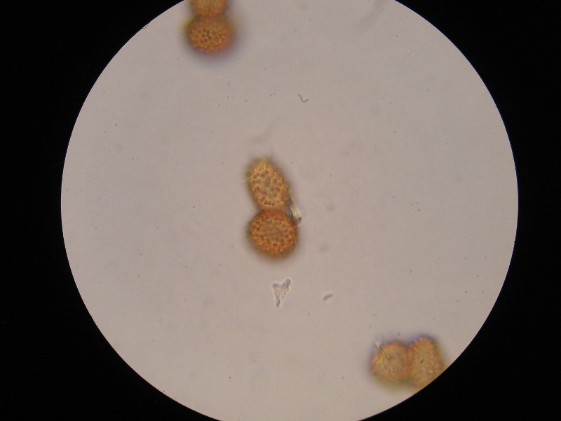 1000er Piller (18).JPG