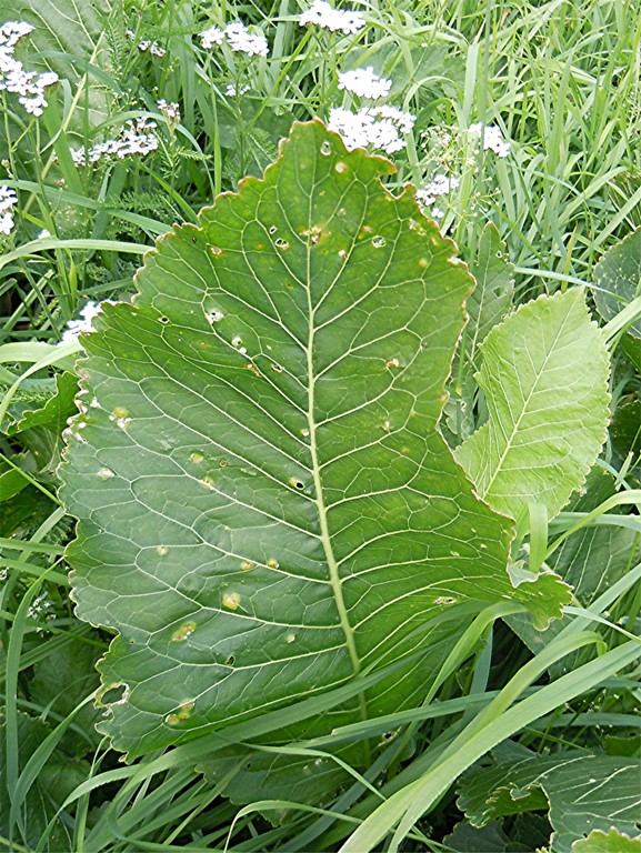 DSCN2697 Ausschnitt, Schärfe, klein.jpg