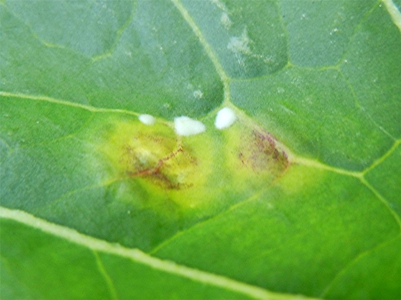 DSCN2699 Auschnitt, Schärfe, verkleinert.jpg