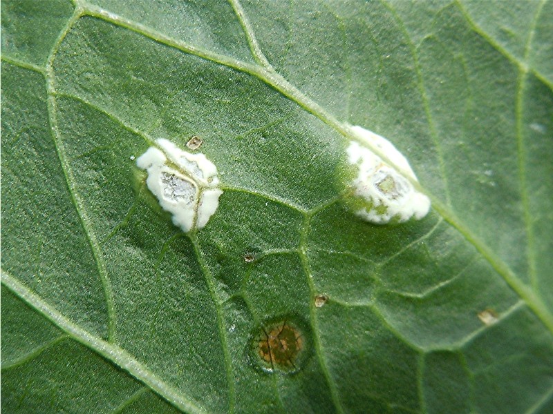 DSCN2702 Ausschnitt, Schärfe, klein.jpg