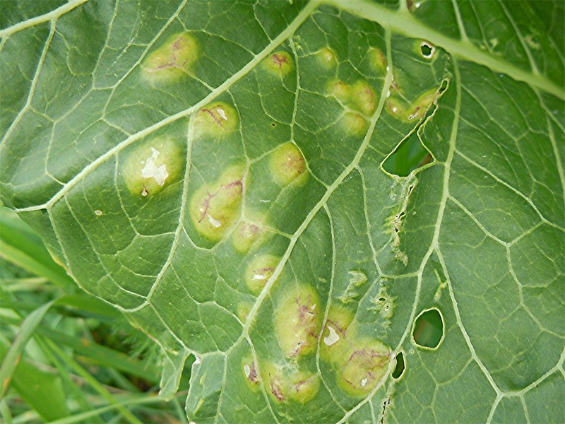 DSCN2706 Ausschnitt, Schärfe, klein.jpg