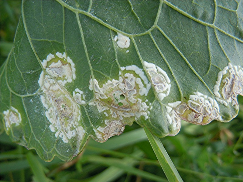 DSCN2707 Ausschnitt, Schärfe, klein.jpg