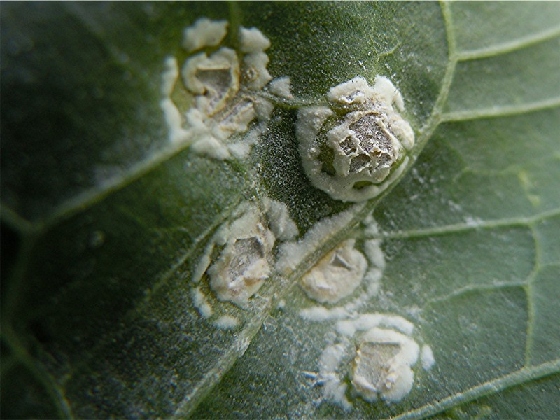 DSCN2711 Ausschnitt, Schärfe, klein.jpg