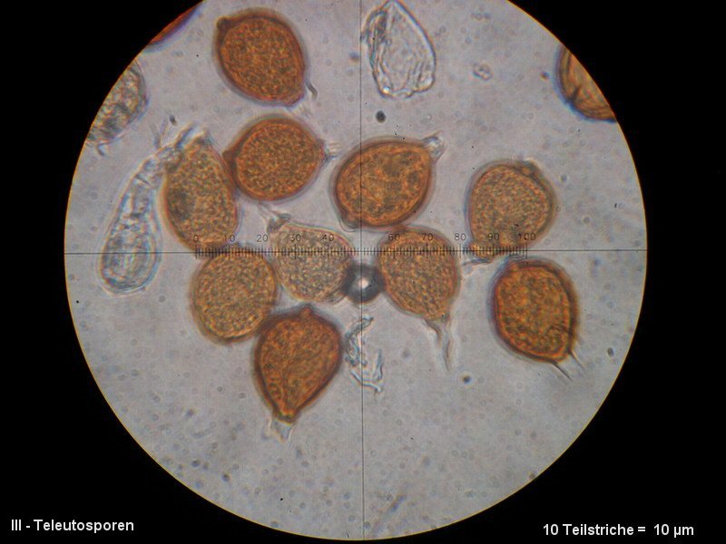 3-Uromyces aecidiiformis-III-1.8.2.9.18.3M4-Lilium candidum.JPG