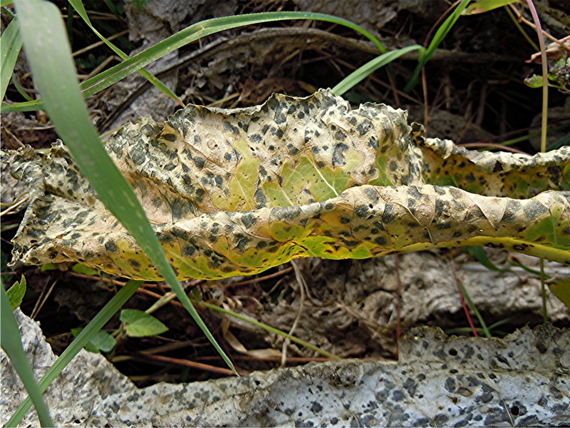 DSCN2715 Ausschnitt, Schärfe, klein.jpg